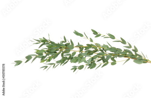 Green eucalyptus branches on white background
