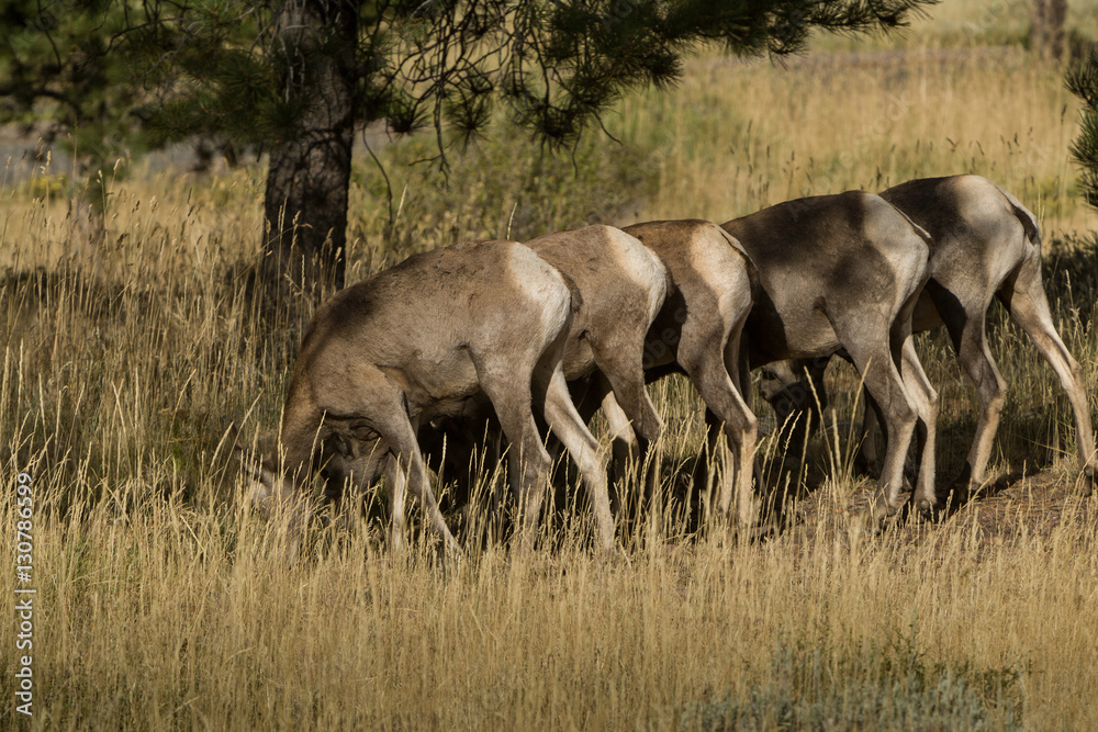 Big Horn Sheep in Flaming Gorge Recreational Area, Utah Big Horn Sheep in Flaming Gorge Recreational Area, Utah