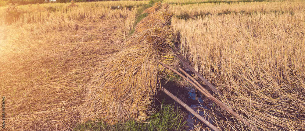 Fototapeta premium A field full of golden rice fields.