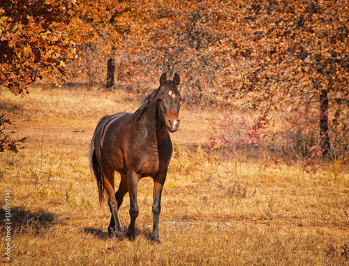 Foto Dark bay Arabian horse walking in sunny fall pasture, with slight vignette