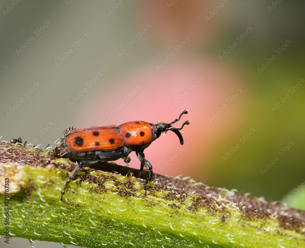 Fototapeta premium Rhodobaenus tredecimpunctatus, Ironweed Curculio on a flower stem in summer