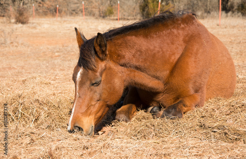 Red bay horse sleeping on hay in winter pasture on a sunny day