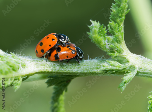Convergent Lady Beetles mating on a yarrow stalk in spring
