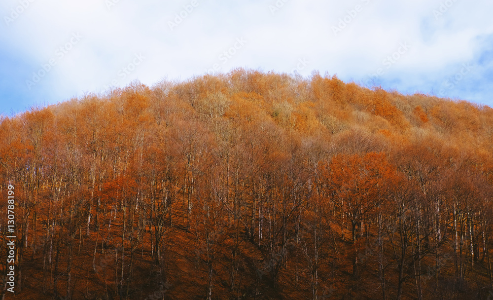 Landscape with trees on high hill in autumn day Landscape with trees on high hill in autumn day