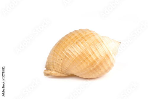 shell on the white background