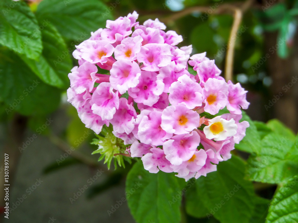 lantana white pink colorful tone beauty flower lantana white pink colorful tone beauty flower