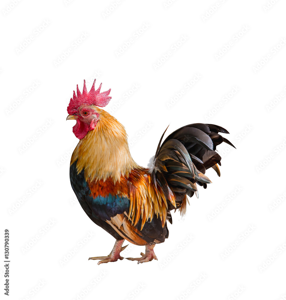 close up portrait of bantam chickens, poultry