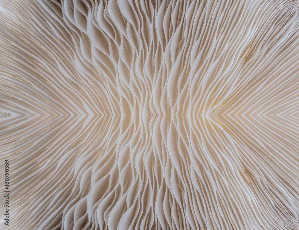 Fototapeta premium abstract background macro image of mushroom, Sajor-caju Mushroom