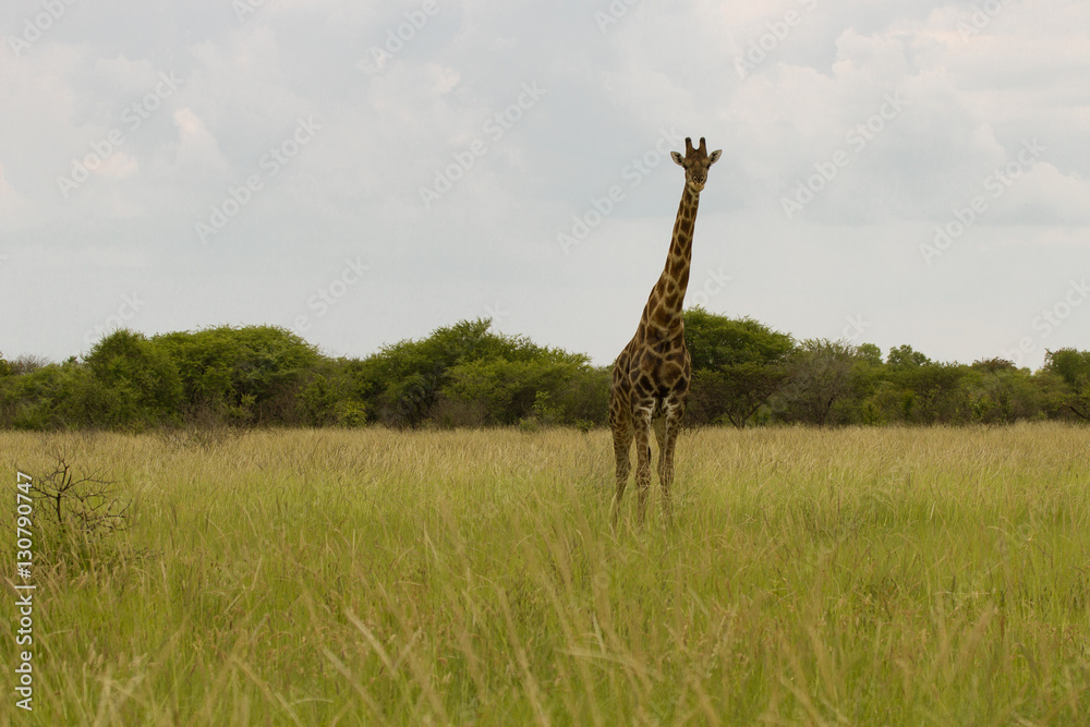 Fototapeta premium giraffe in the bush at sunset against the sky in the Etosha Pa