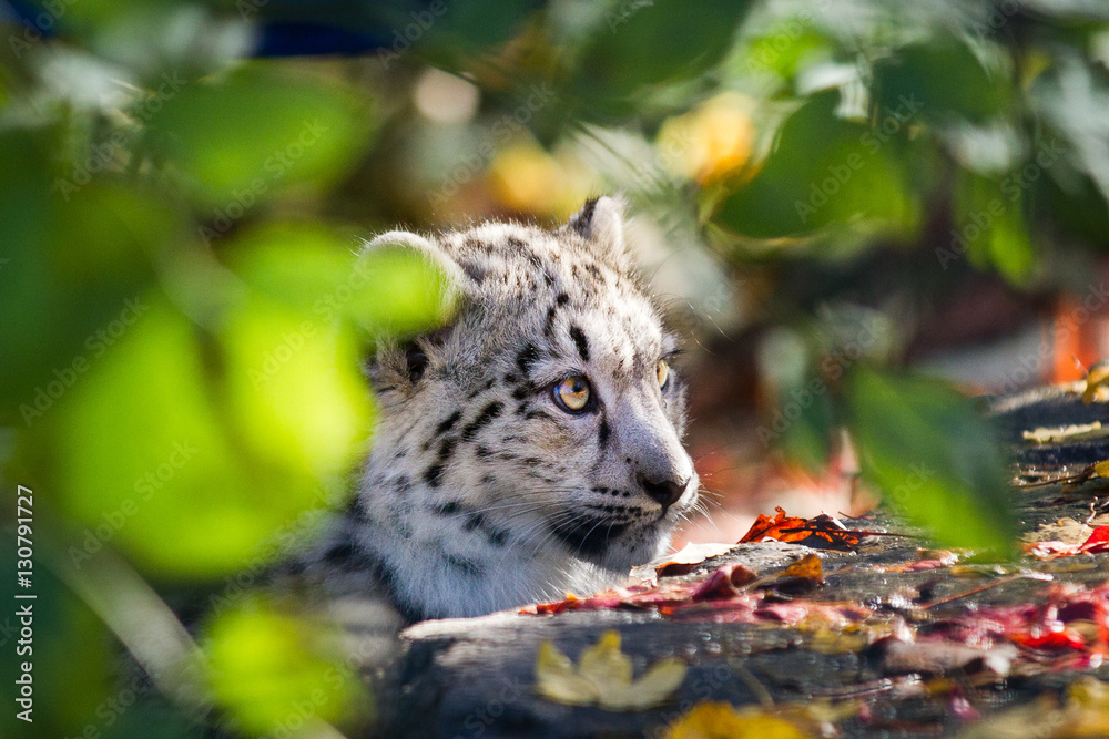 Obraz premium Head from a snow leopard