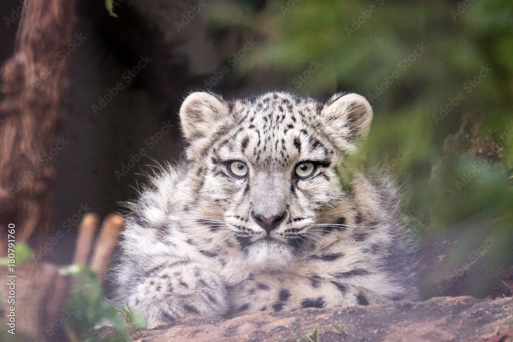 young snow leopard
