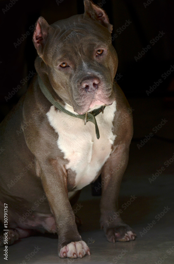 pitbull dog