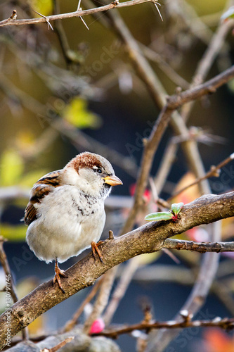 Sparrow in a bush