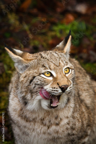 Lynx © Cloudtail