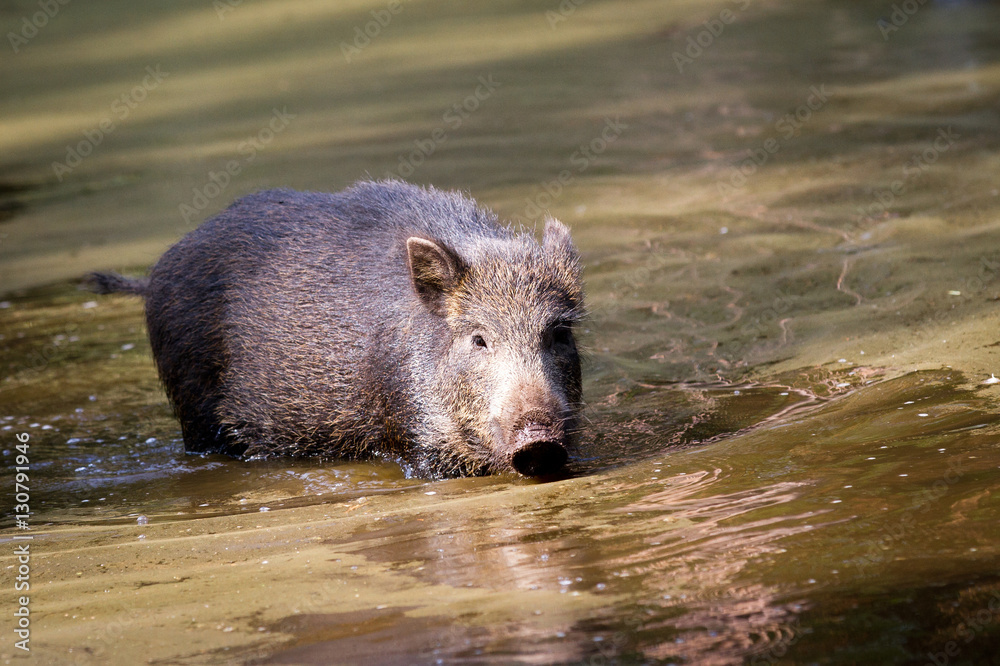 Wild boar Wild boar