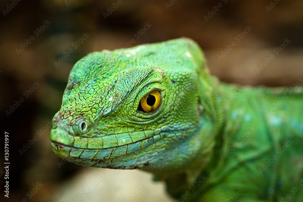 Fototapeta premium Head from a basilisk