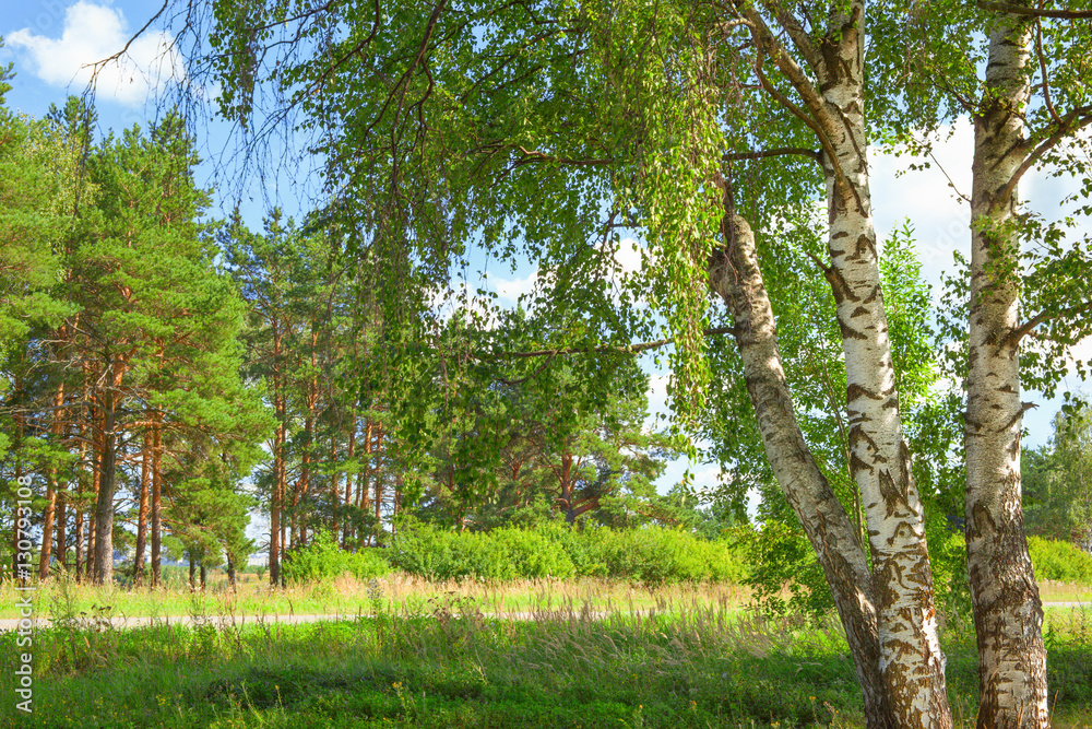 summer in sunny birch forest summer in sunny birch forest