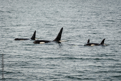 Orcas in the ocean
