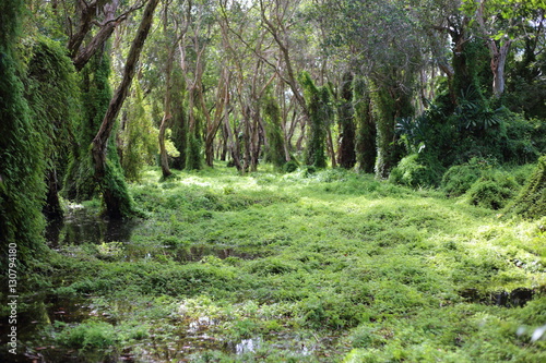 Green Wetland Forest in Rayong at Thailand