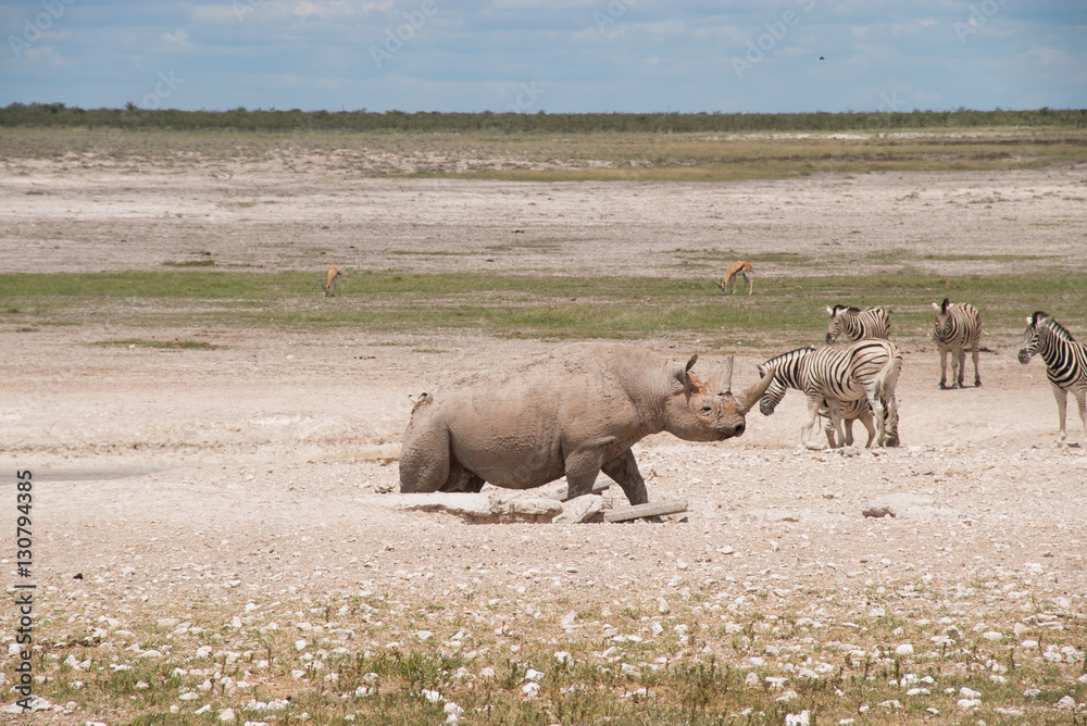 Wild white rhinoceros in Etosha, Namibia Wild white rhinoceros in Etosha, Namibia