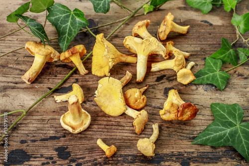 Cantharellus cibarius, commonly known as the chanterelle