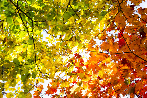 Fall trees and leaves