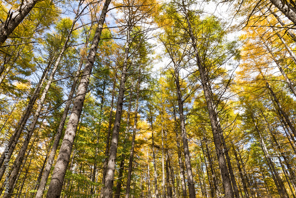 Beautiful forest in Autumn season