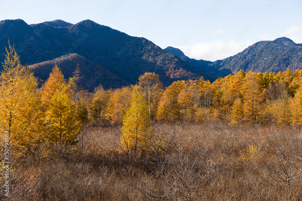 Senjogahara in autumn season