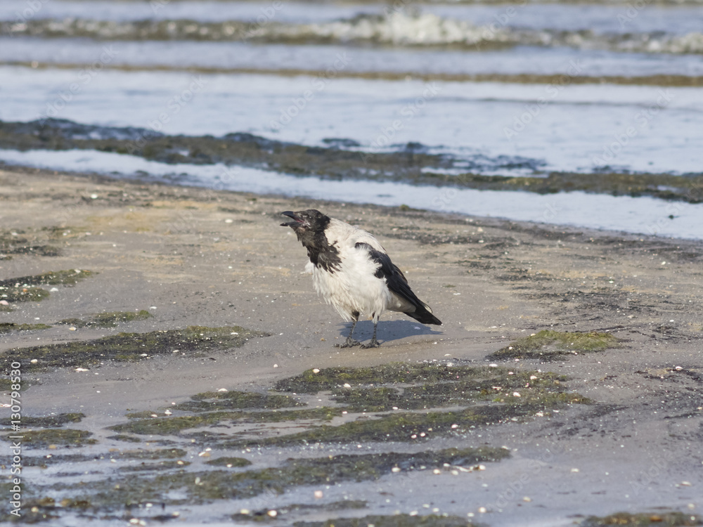 Hooded Crow, Corvus Cornix, crying close-up portrait at sea shoreline, selective focus, shallow DOF Hooded Crow, Corvus Cornix, crying close-up portrait at sea shoreline, selective focus, shallow DOF