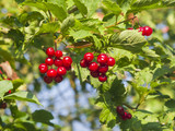 Red berries of a Guelder rose, Viburnum opulus, close-up selective focus, shallow DOF