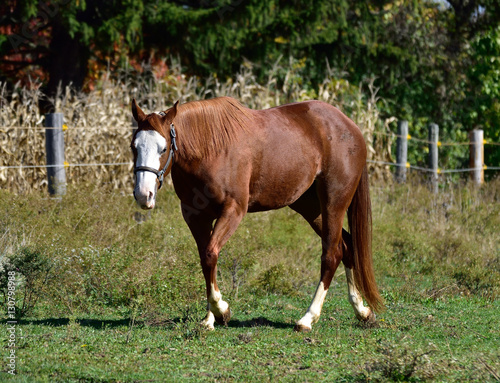 Horse In The Pasture