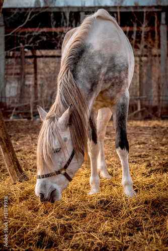 Beautiful white horse in the walking open-air cage, nice sunny day. Horse walks on a pasture. Horse eating a hay at ranch summertime. Horse chewing dry grass on blur background.