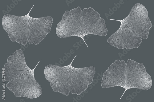 Ginkgo leaf, Ginkgo biloba, on gray background