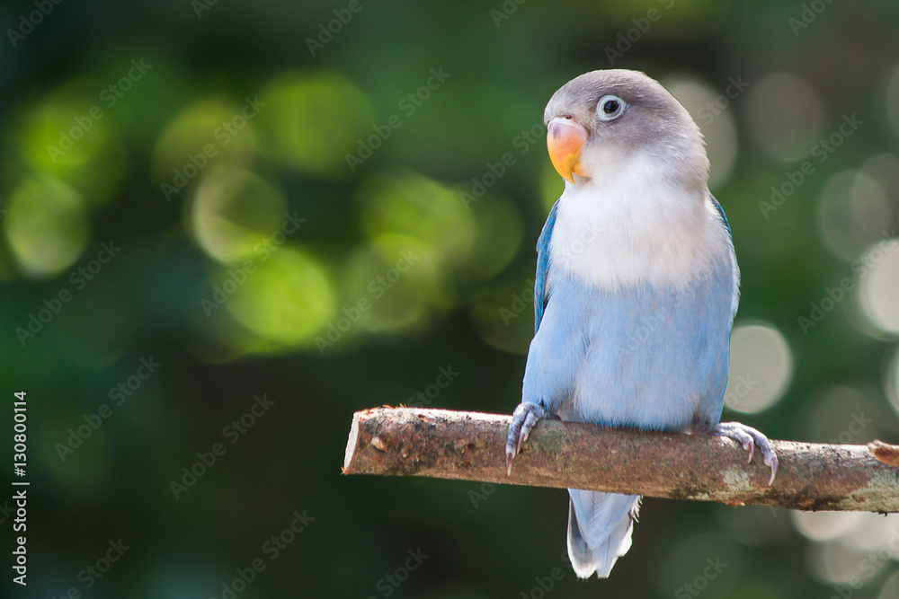 Fototapeta premium Gołąbek niebieski stojący na drzewie w ogrodzie na niewyraźne tło bokeh