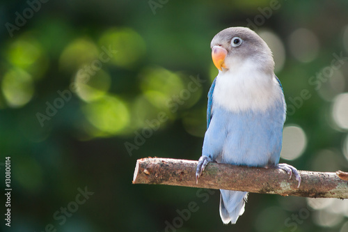 Canvastavla Blue lovebird standing on the tree in garden on blurred bokeh background