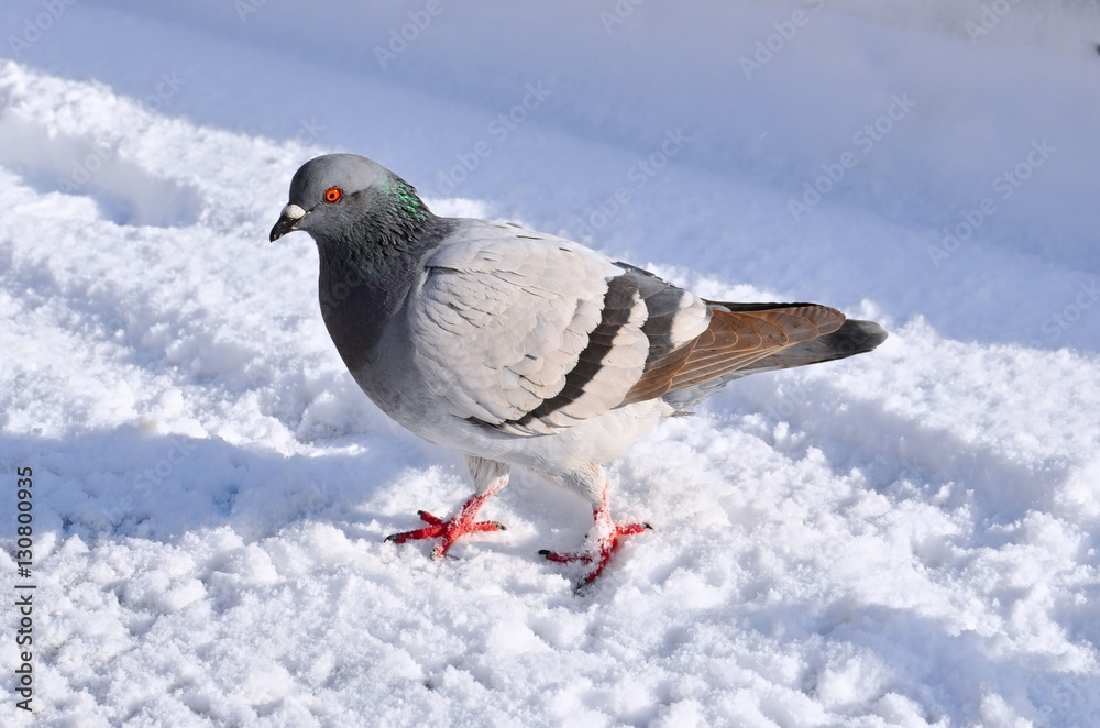 Fototapeta premium Profile view of a white pigeon