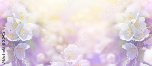 Photography Spring gentle background with bright blooming jasmine