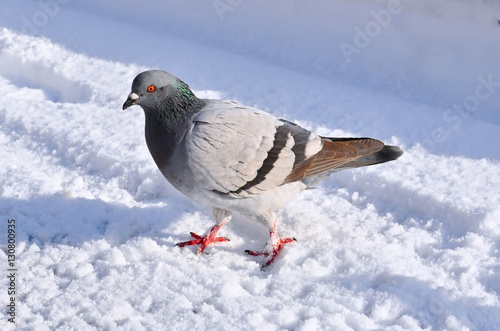 Profile view of a white pigeon © Dreamsgate
