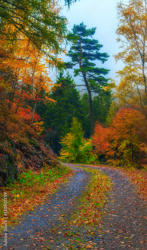 autumn forest