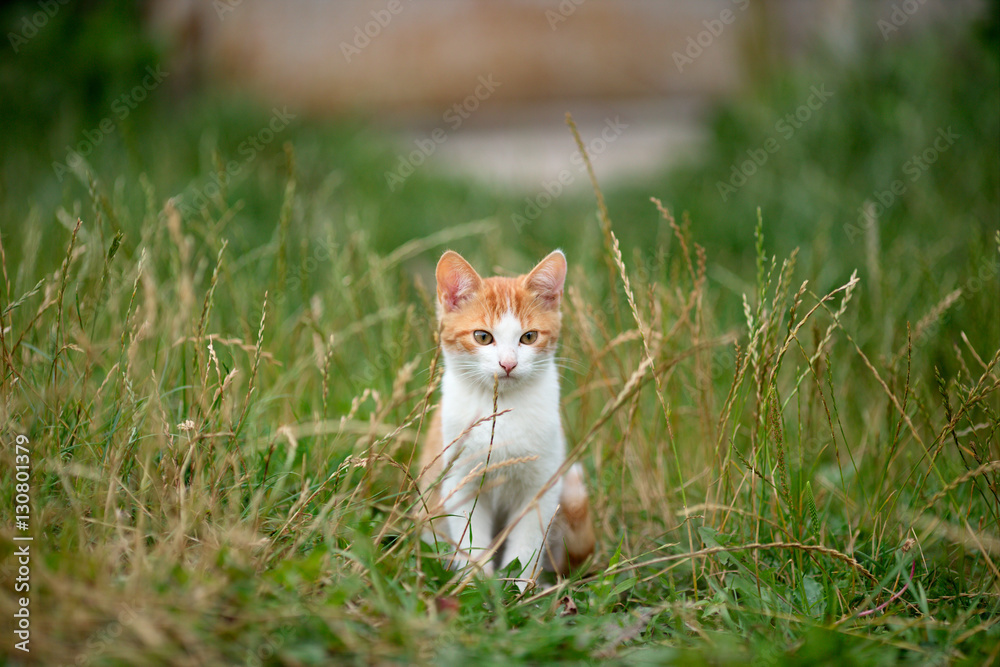 red-haired cat