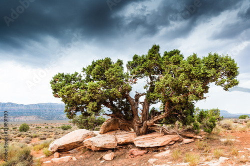 Tree at Grand Staircase Escalante National Monument