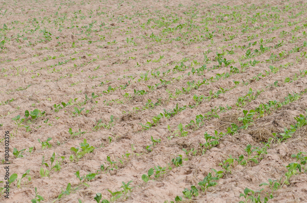 .Converting agricultural acres are planted tobacco OT. watering .Converting agricultural acres are planted tobacco OT. watering