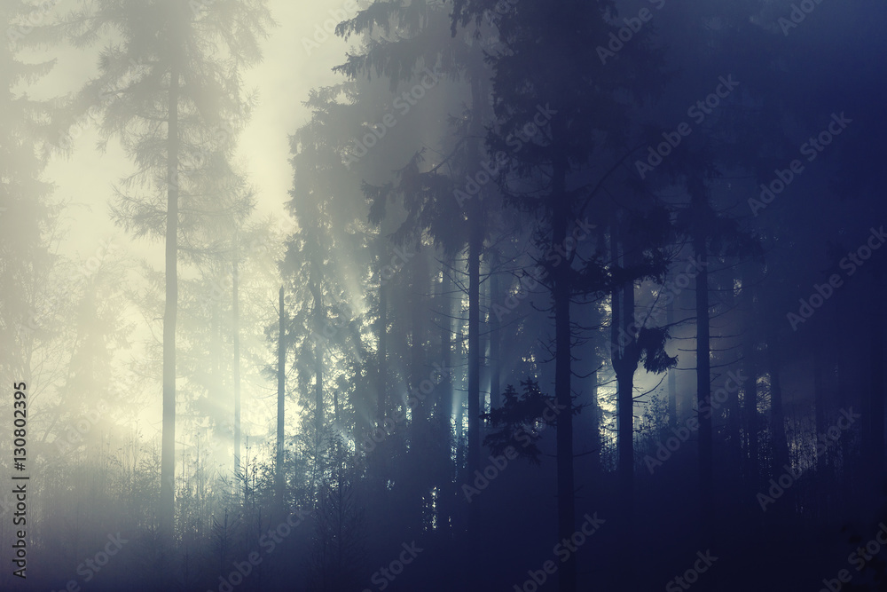 sunlight through misty forest trees sunlight through misty forest trees