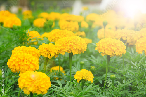 marigold flower photo