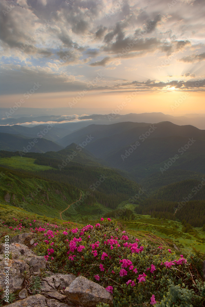Fototapeta premium rhododendron flowers in the foreground, the sky red clouds, sunset
