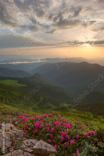 rhododendron flowers in the foreground, the sky red clouds, sunset © pyvovarpavlo