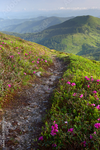 rhododendron flowers in the foreground, a mountain trail. the background fog