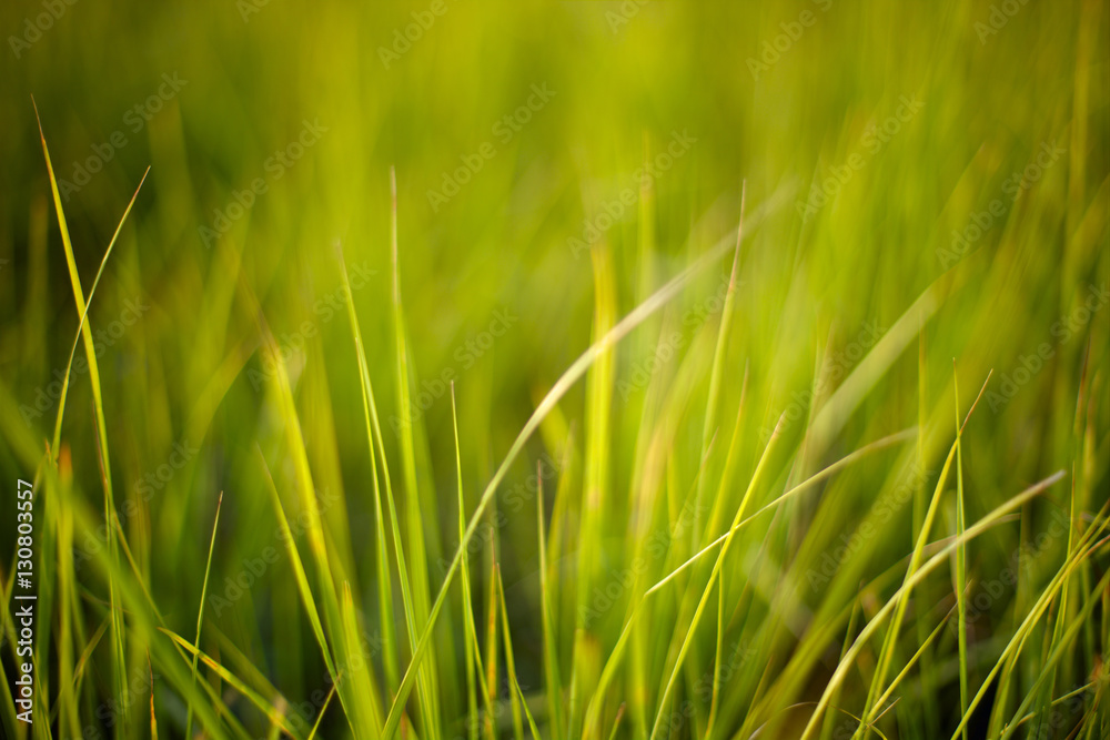 green grass