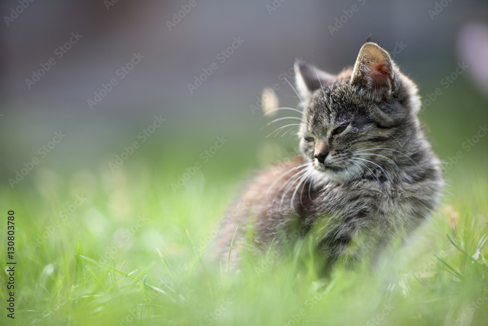 Obraz premium kitten in the grass