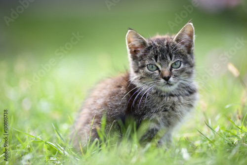 kitten in the grass